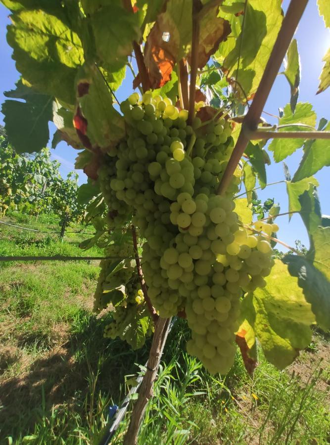 布拉加Quinta Santa Lucrecia别墅 外观 照片