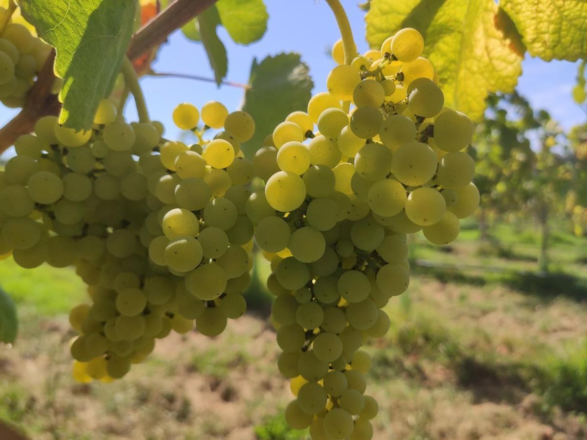 布拉加Quinta Santa Lucrecia别墅 外观 照片